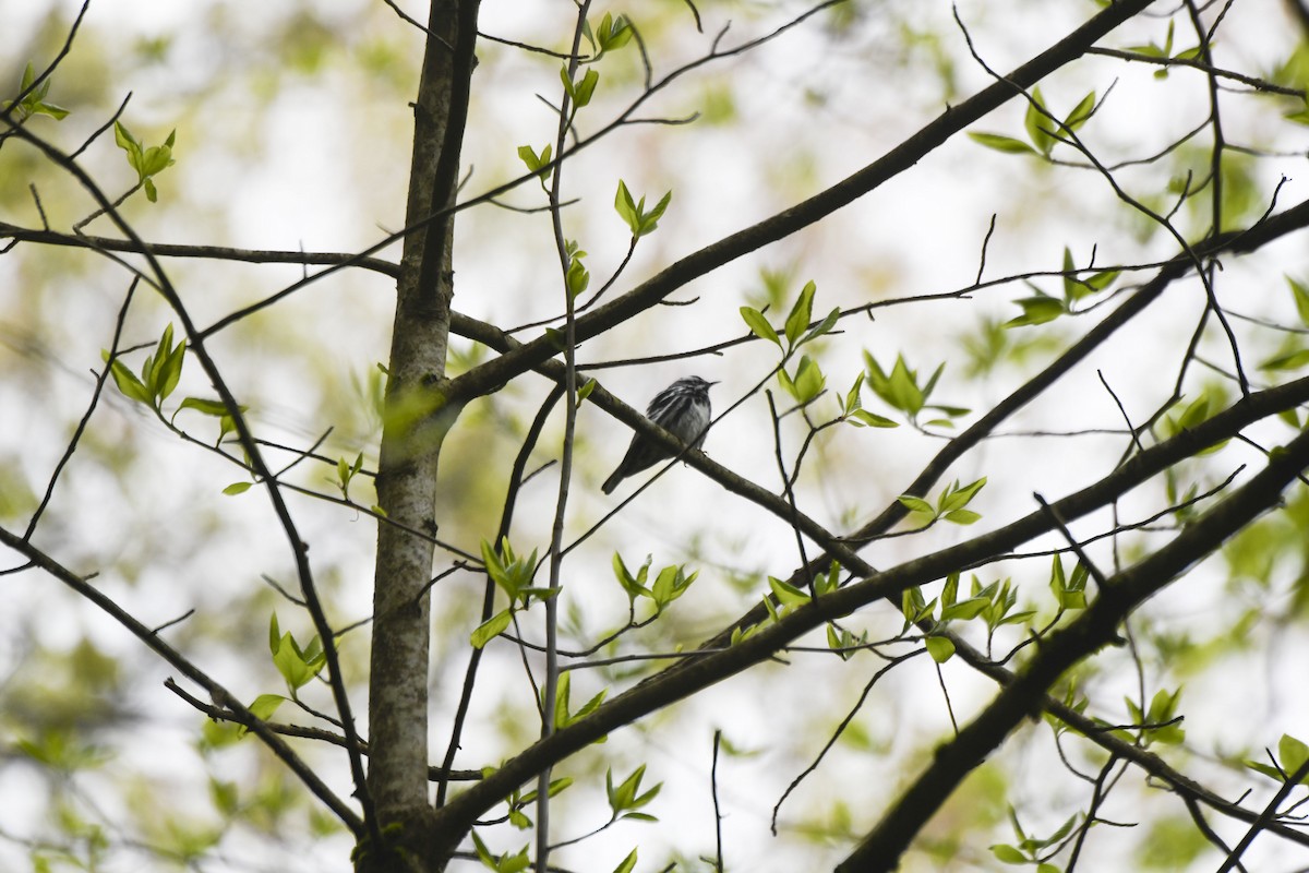 Black-and-white Warbler - Tom and Janet Kuehl