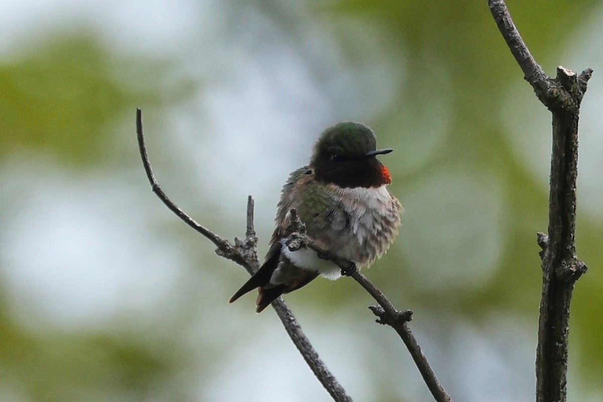 Ruby-throated Hummingbird - Denis Tétreault