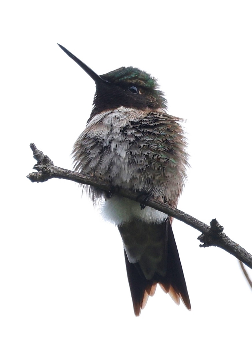 Ruby-throated Hummingbird - Denis Tétreault