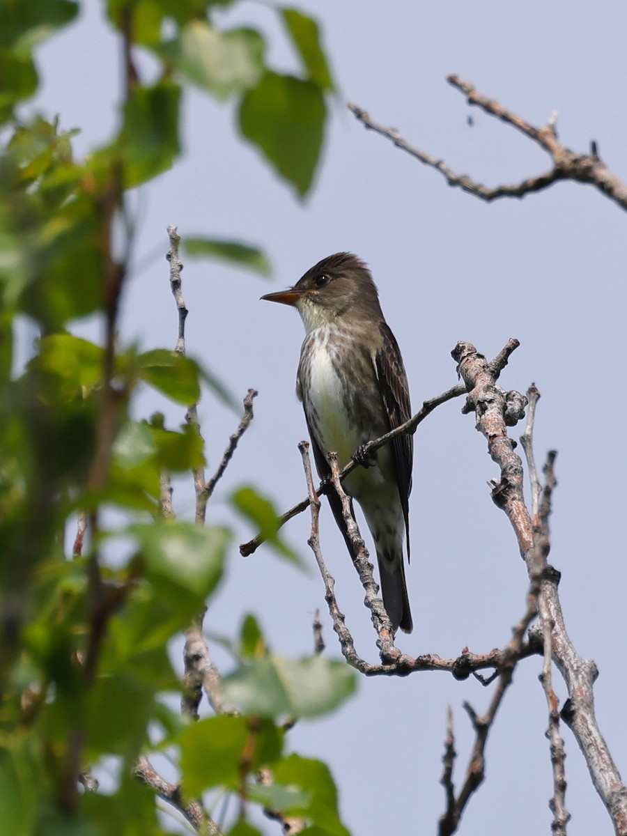 Olive-sided Flycatcher - Denis Tétreault