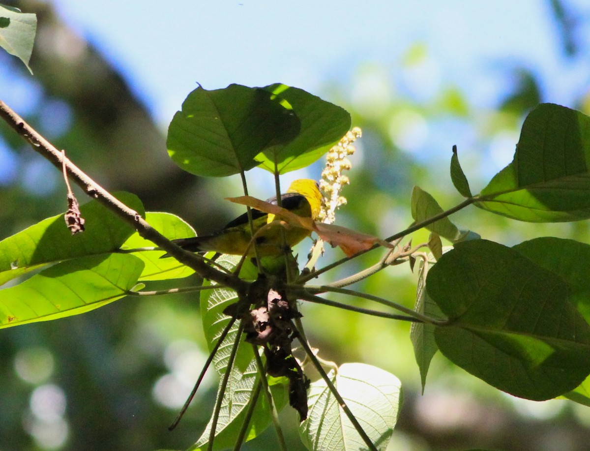 Black-thighed Grosbeak - ML619087109