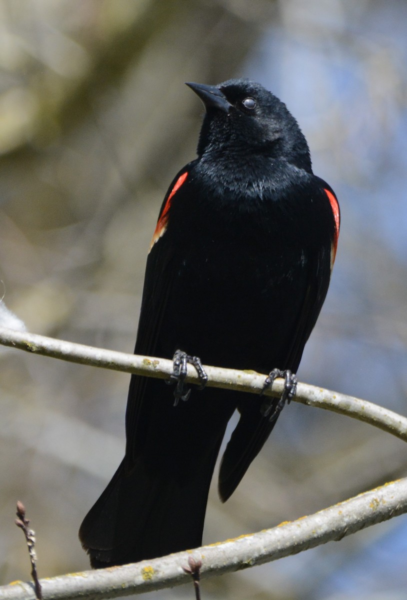 Red-winged Blackbird - Cathy Pasterczyk