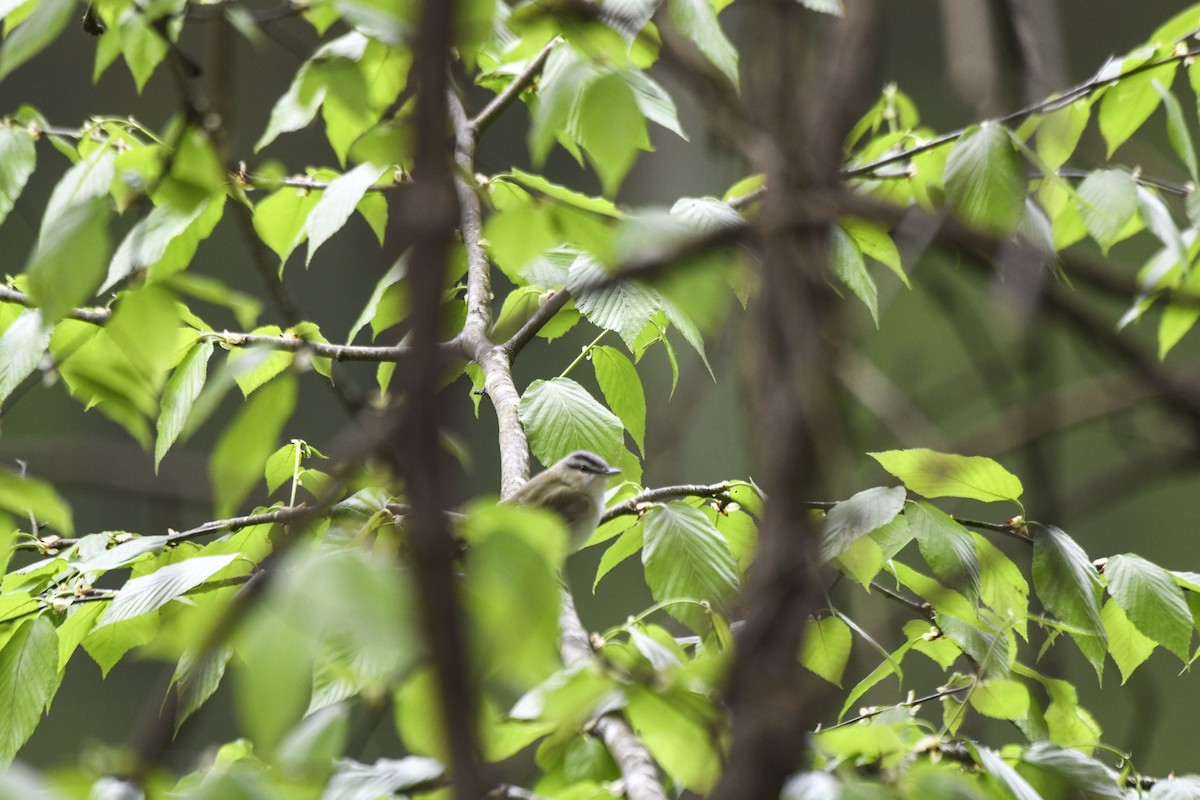 Red-eyed Vireo - ML619087119