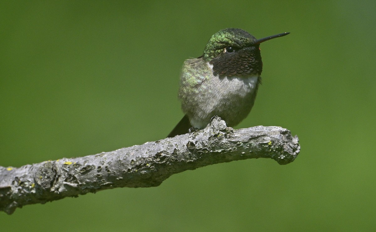 Ruby-throated Hummingbird - steve sampson