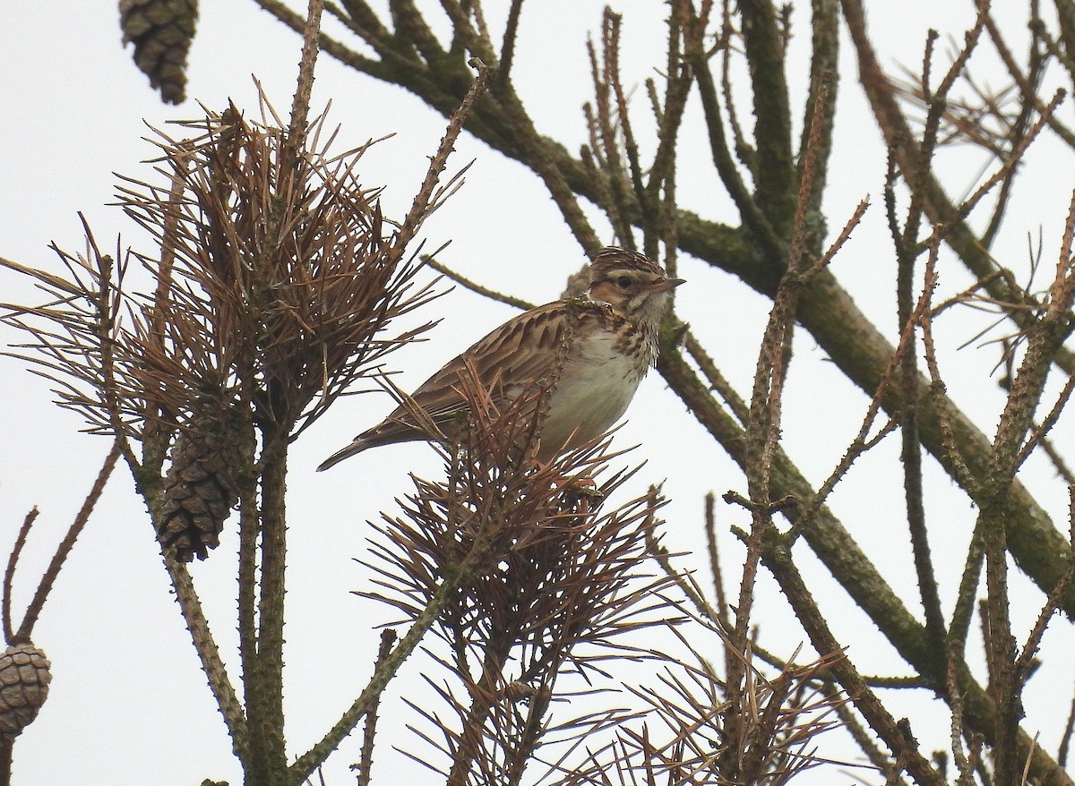 Wood Lark - Dan Pointon