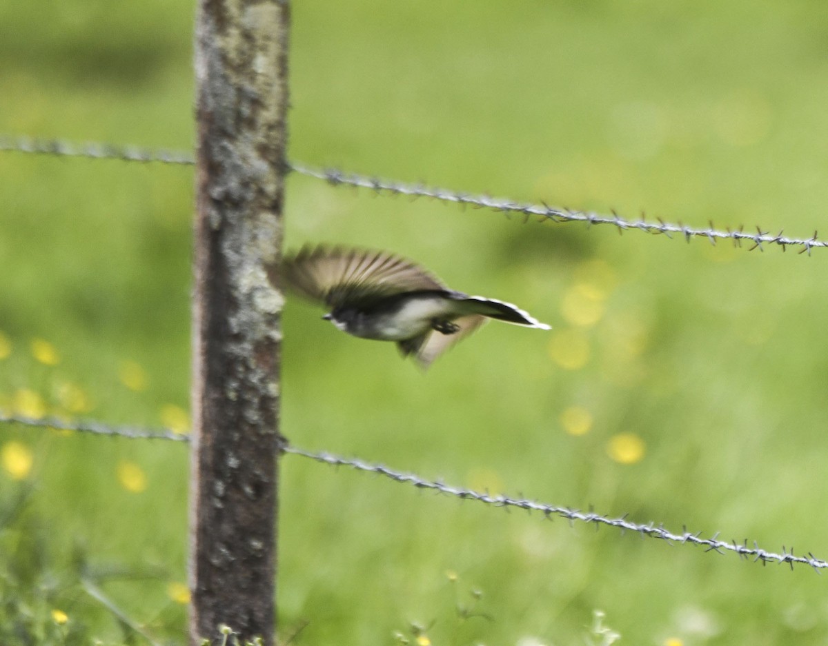 Eastern Kingbird - Tom and Janet Kuehl