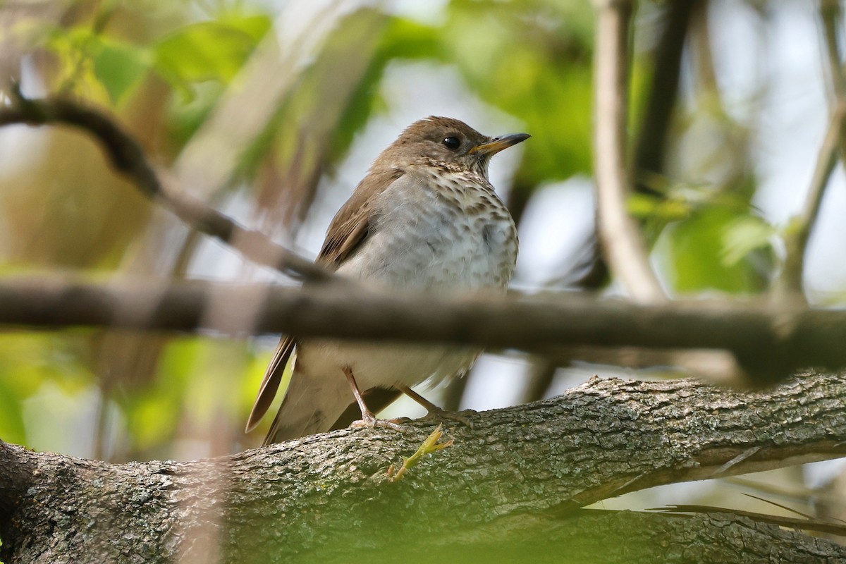 Gray-cheeked Thrush - Denis Tétreault