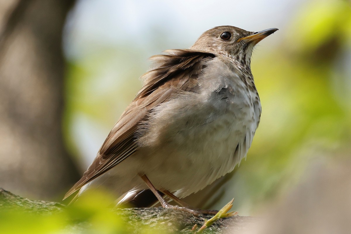 Gray-cheeked Thrush - Denis Tétreault