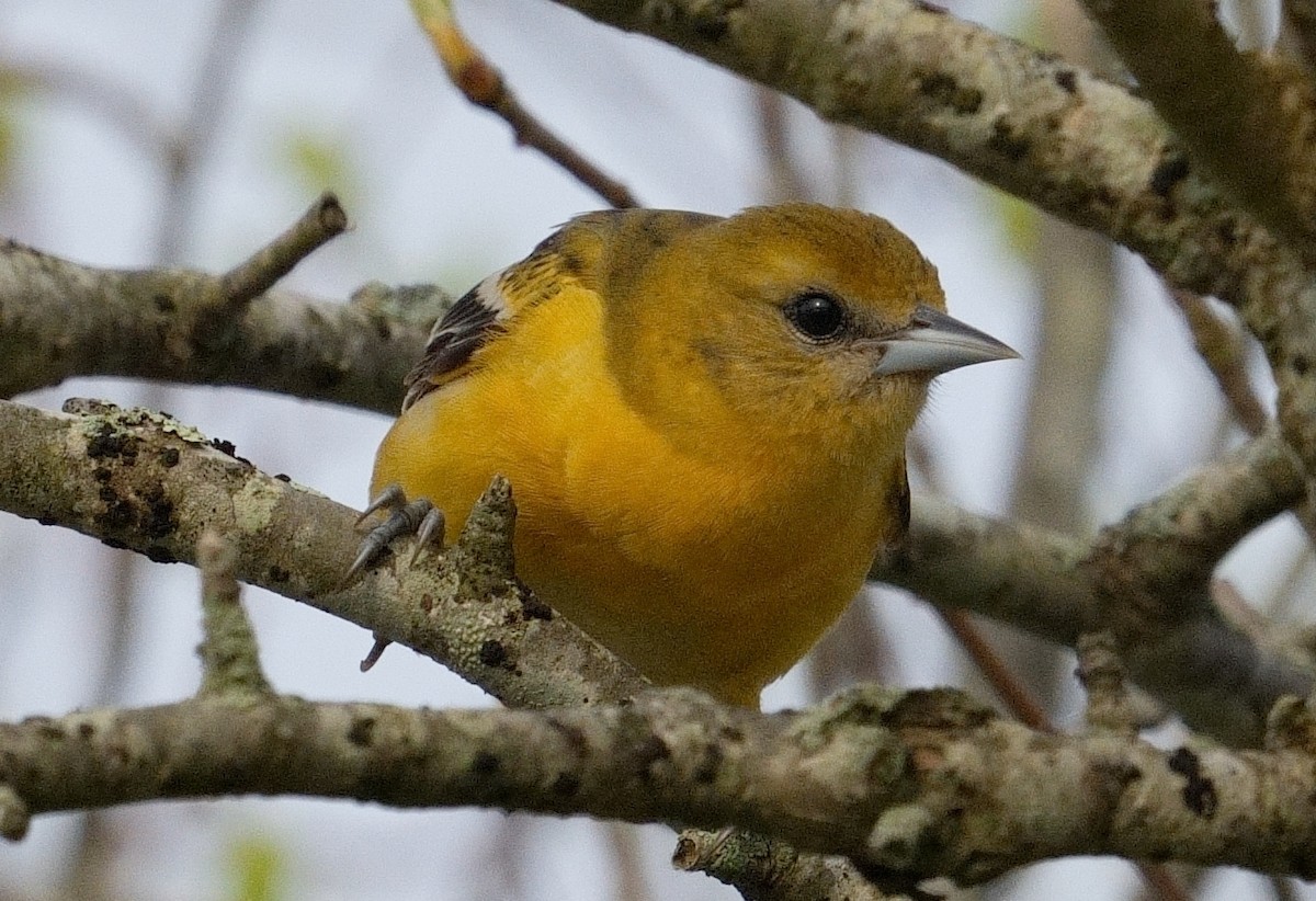 Baltimore Oriole - Bill Thompson