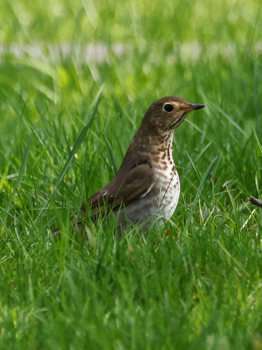 Swainson's Thrush - Denis Tétreault