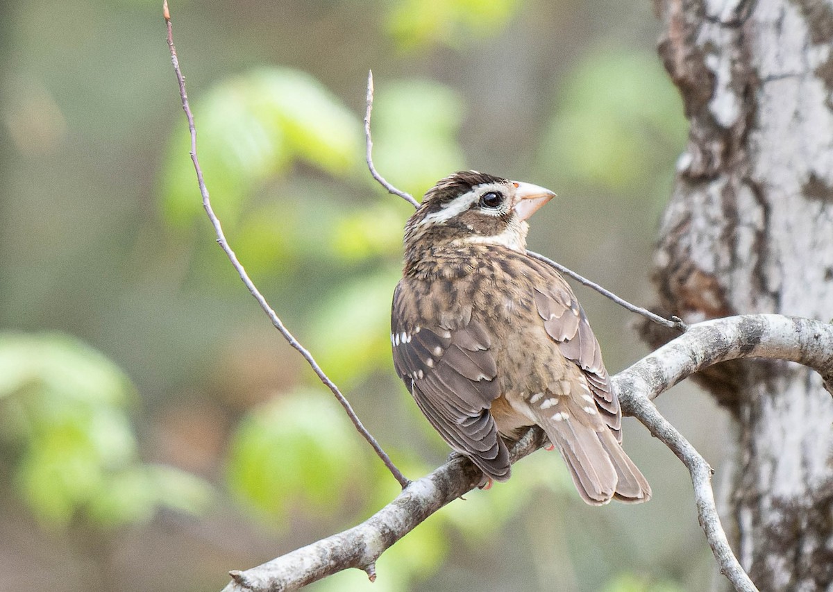 Rose-breasted Grosbeak - Stephen  Novosad