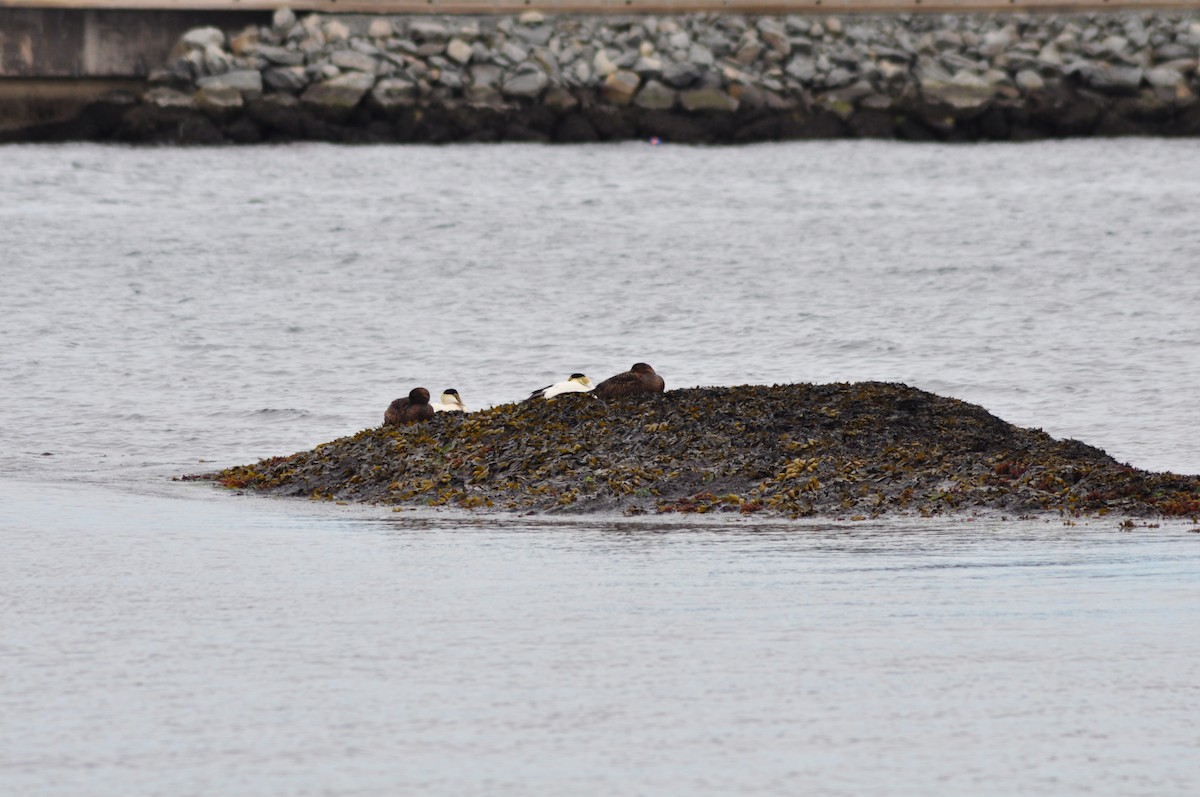 Common Eider - ML619087216