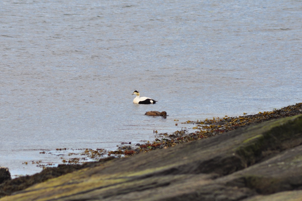 Common Eider - Bianc S