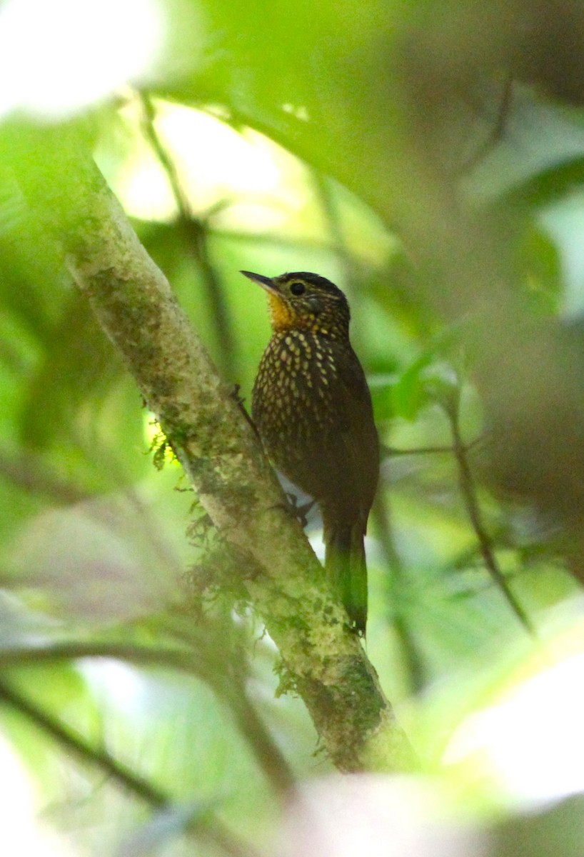 Spotted Barbtail - Miska Nyul