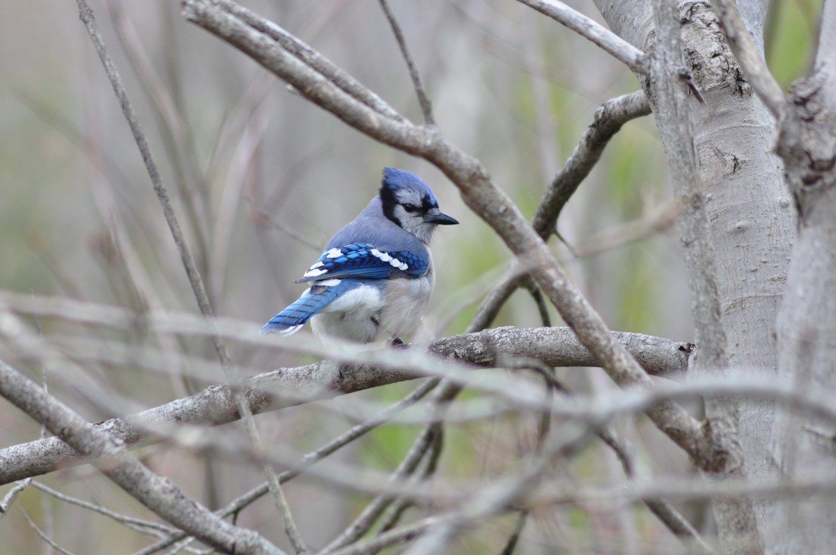 Blue Jay - ML619087254