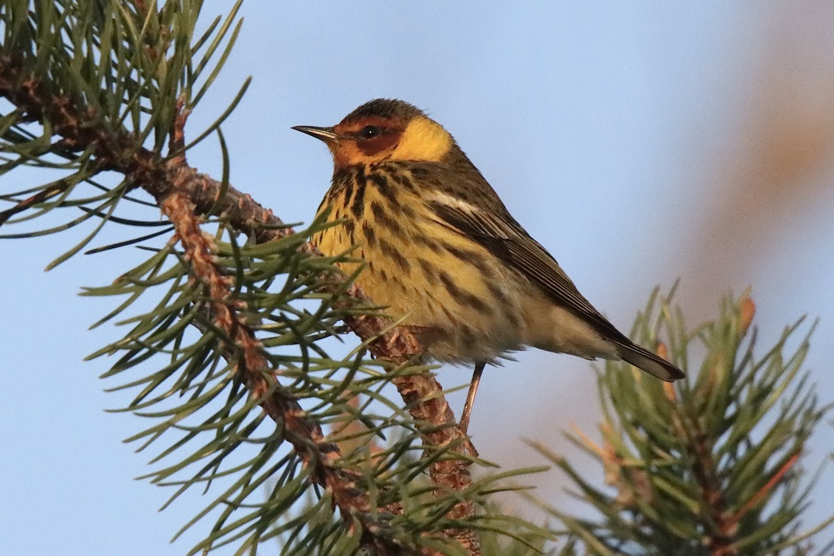 Cape May Warbler - Jonathan Lautenbach