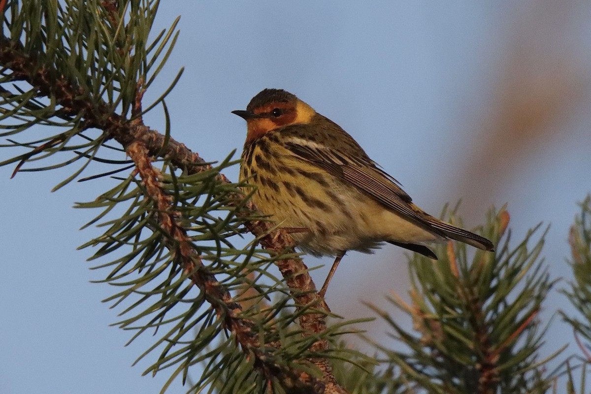 Cape May Warbler - Jonathan Lautenbach