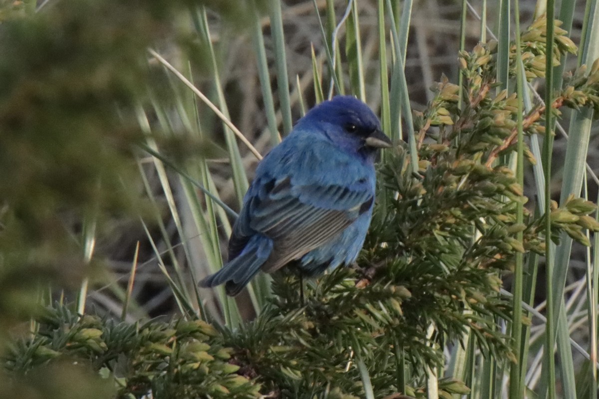 Indigo Bunting - Jonathan Lautenbach