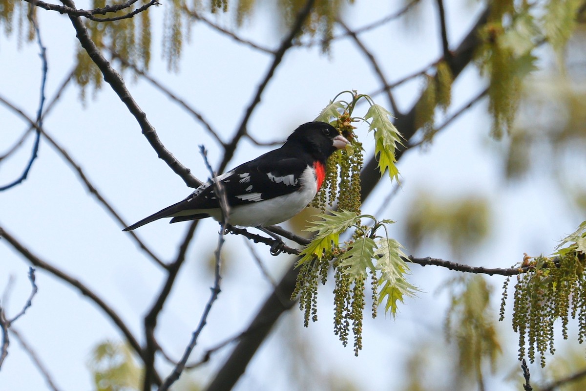 Rose-breasted Grosbeak - Denis Tétreault