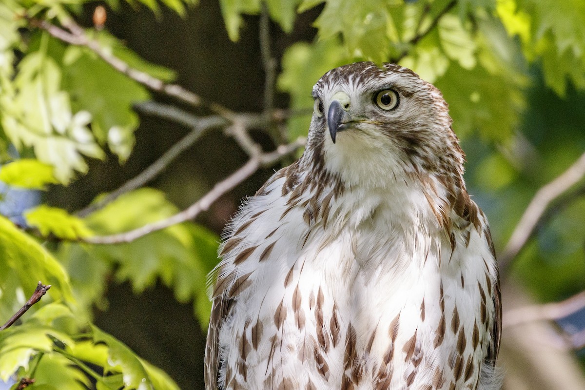 Red-tailed Hawk - Jeanne Verhulst