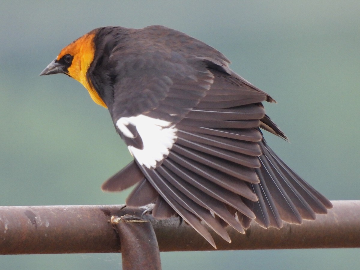 Yellow-headed Blackbird - ML619087312