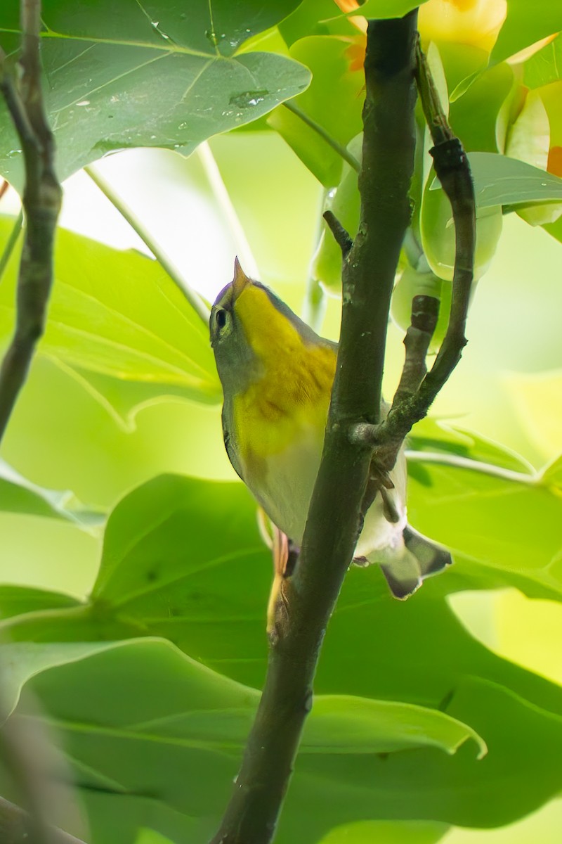 Northern Parula - ML619087338