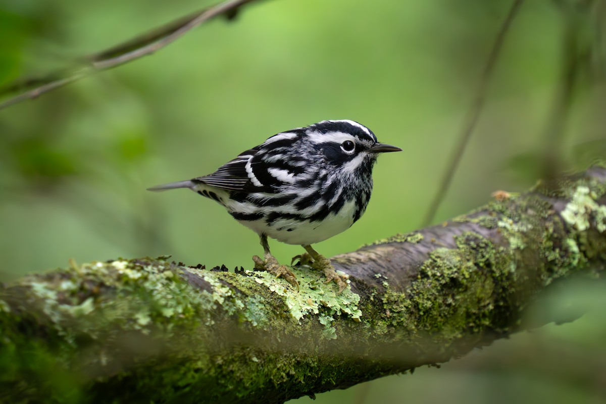 Black-and-white Warbler - ML619087358