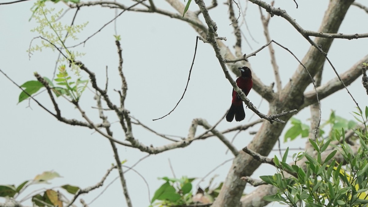 Crimson-backed Tanager - Indira Thirkannad