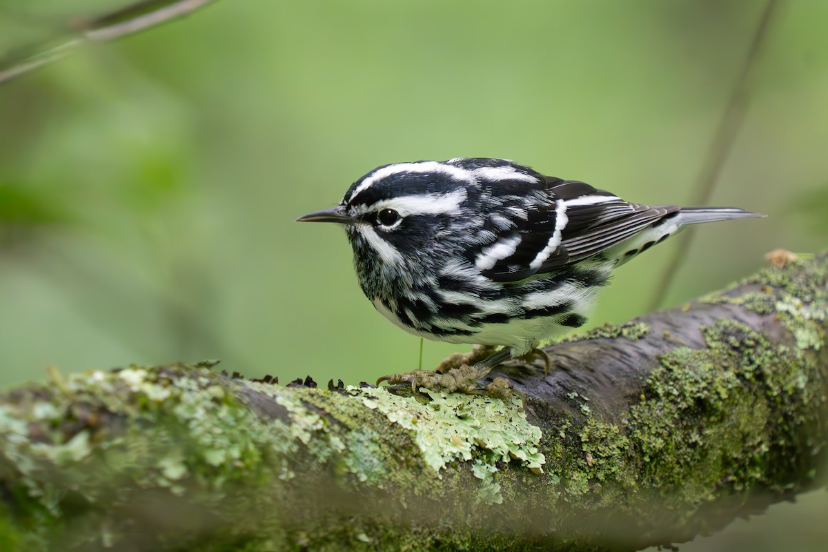 Black-and-white Warbler - ML619087371