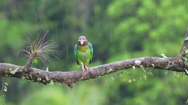 Brown-hooded Parrot - ML619087396