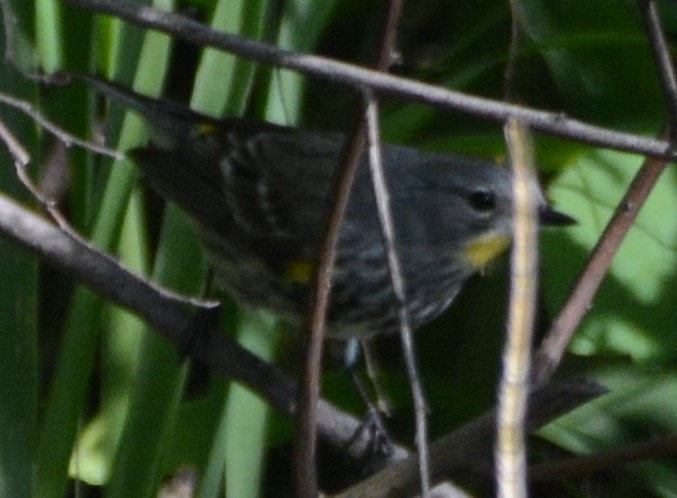 Yellow-rumped Warbler (Audubon's) - Cathy Pasterczyk