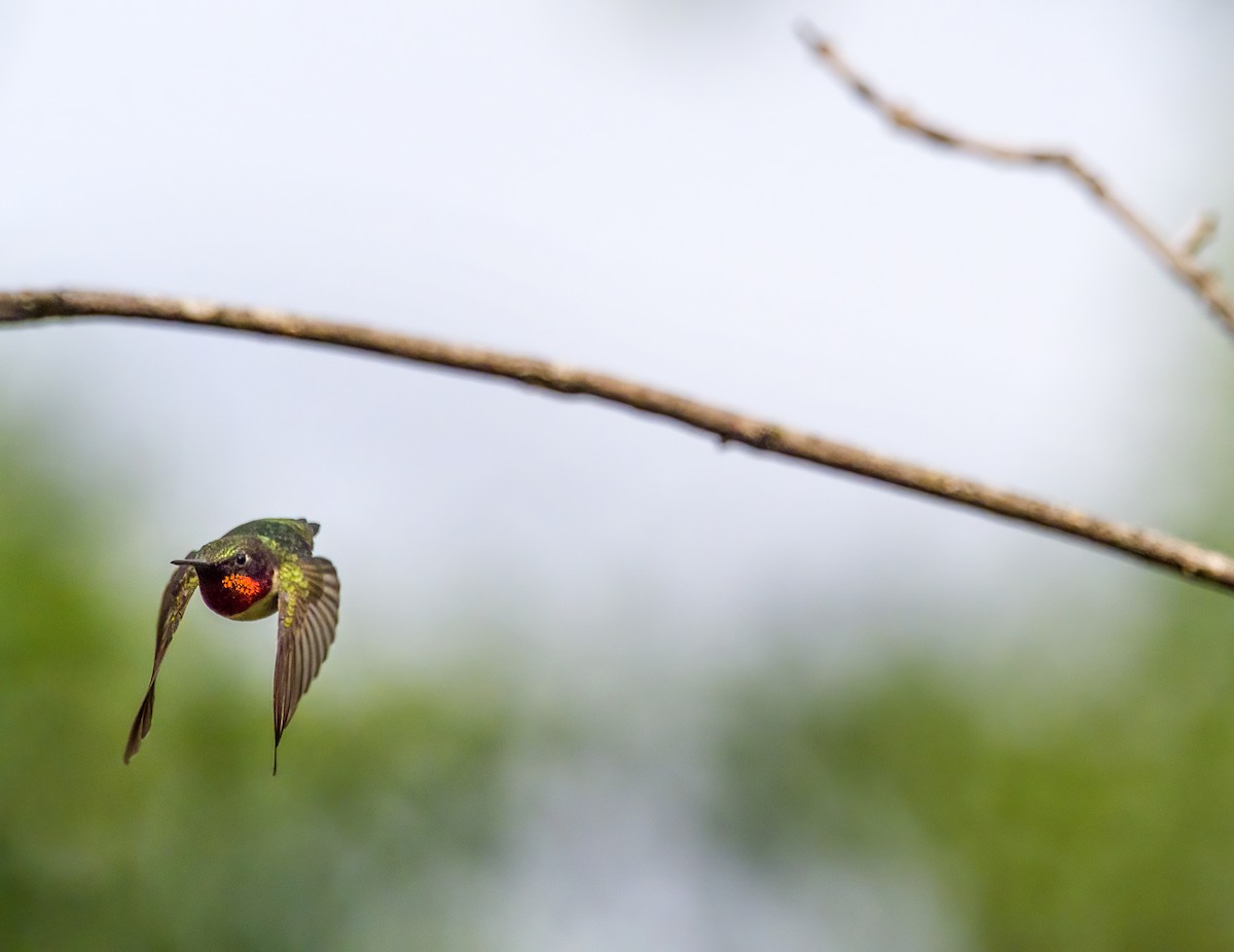 Ruby-throated Hummingbird - Tom Gilde