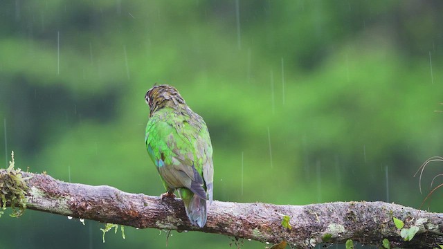 Brown-hooded Parrot - ML619087408