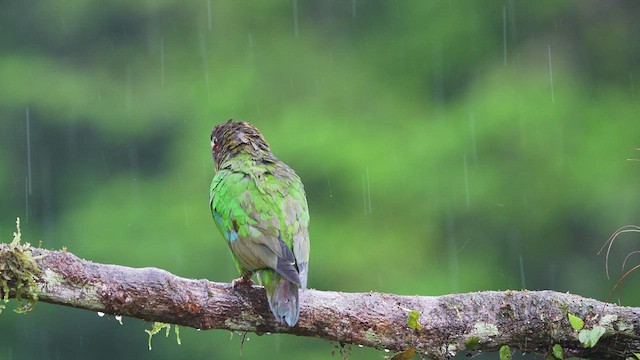 Brown-hooded Parrot - ML619087409