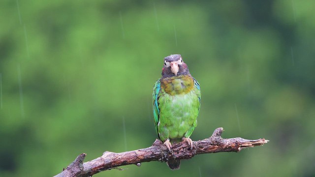 Brown-hooded Parrot - ML619087421