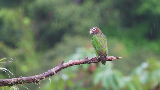 Brown-hooded Parrot - ML619087428