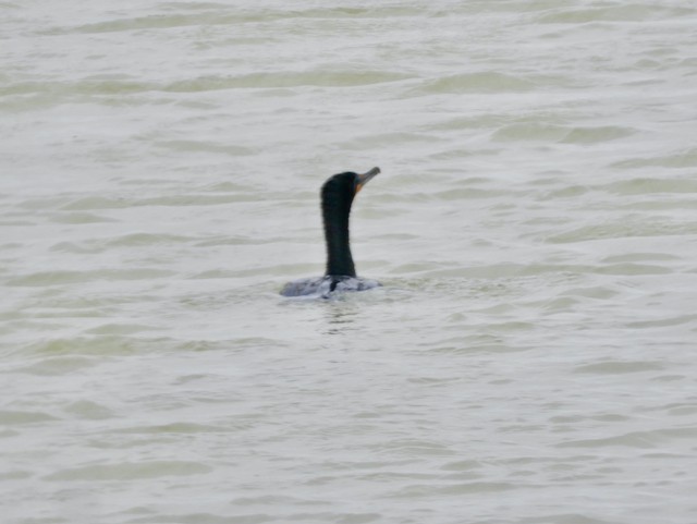 Double-crested Cormorant - ML619087441