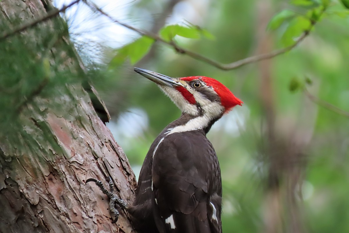Pileated Woodpecker - Aaron Flynn