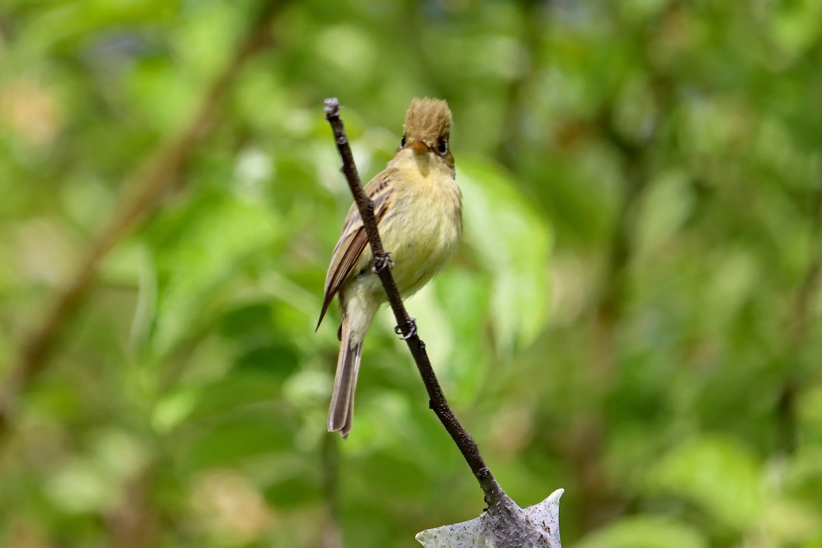 Western Flycatcher (Pacific-slope) - D Ross Fisher