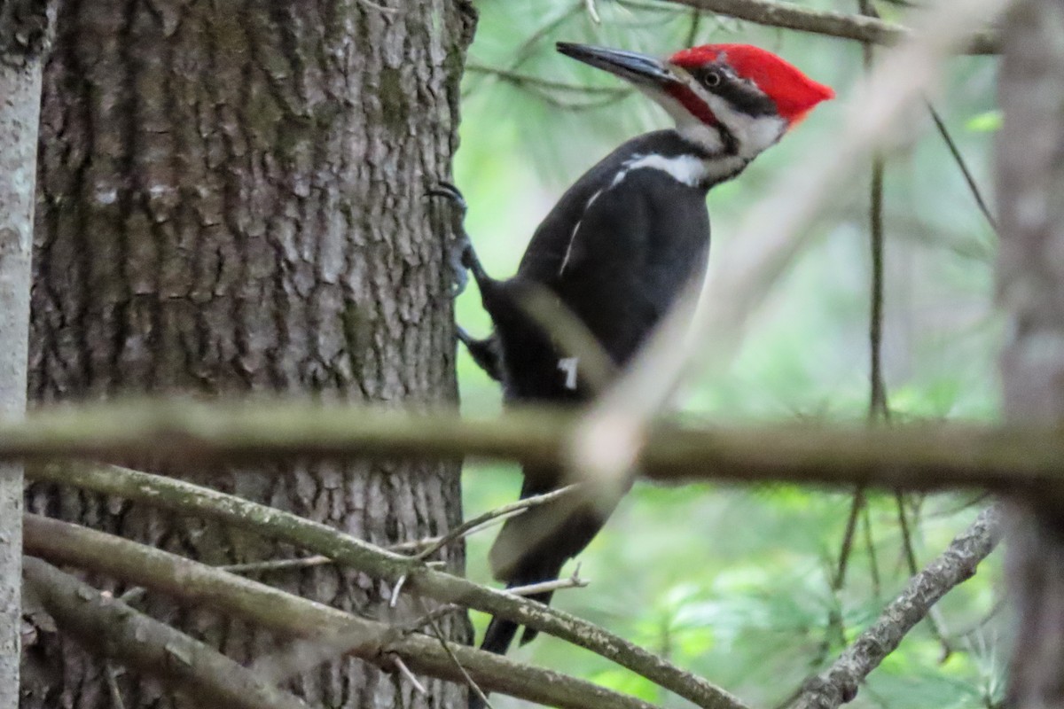 Pileated Woodpecker - Aaron Flynn