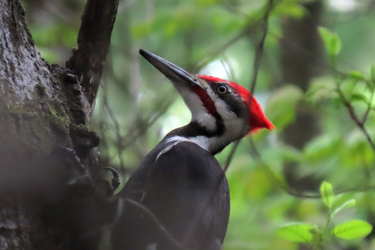 Pileated Woodpecker - ML619087487