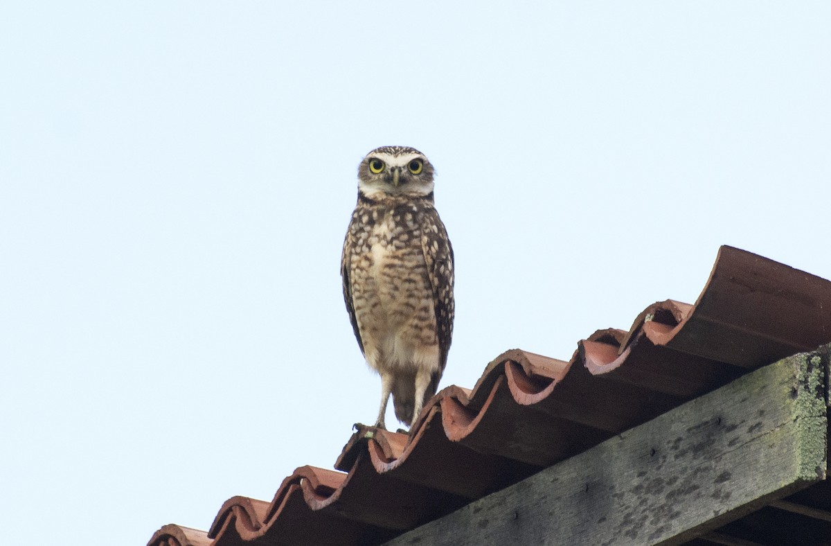 Burrowing Owl (grallaria) - ML619087489