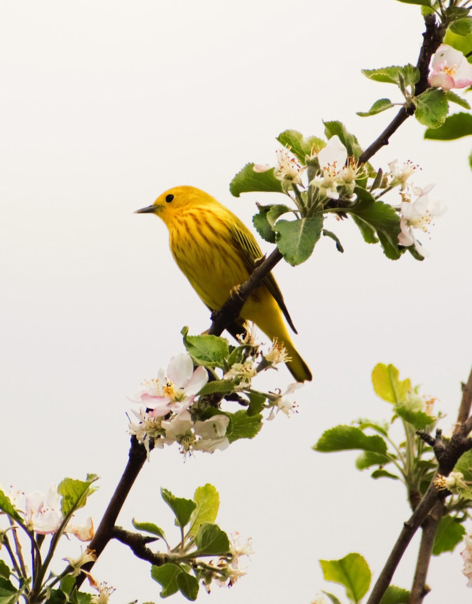 Yellow Warbler - Patricia Floyd