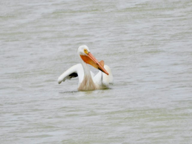 American White Pelican - ML619087501