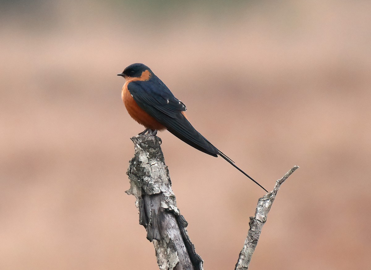 Rufous-chested Swallow - Steve Young