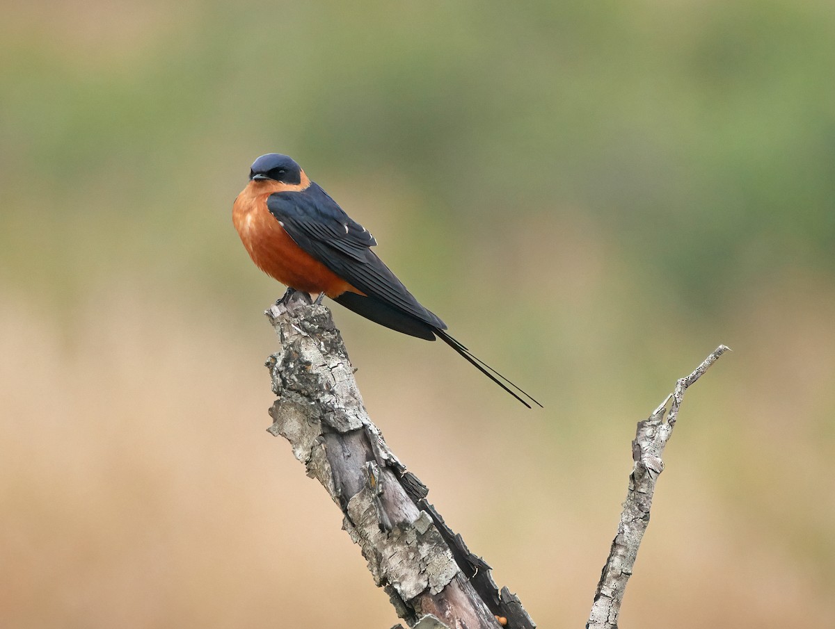 Rufous-chested Swallow - Steve Young