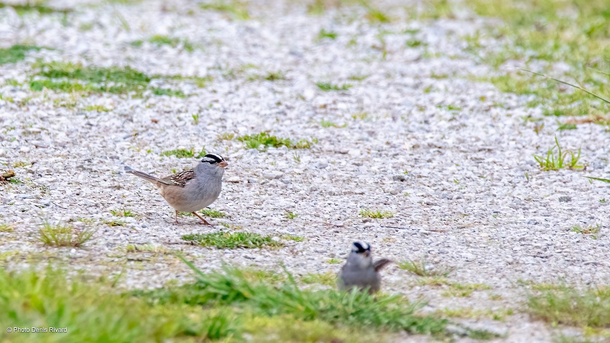 White-crowned Sparrow - Denis Rivard