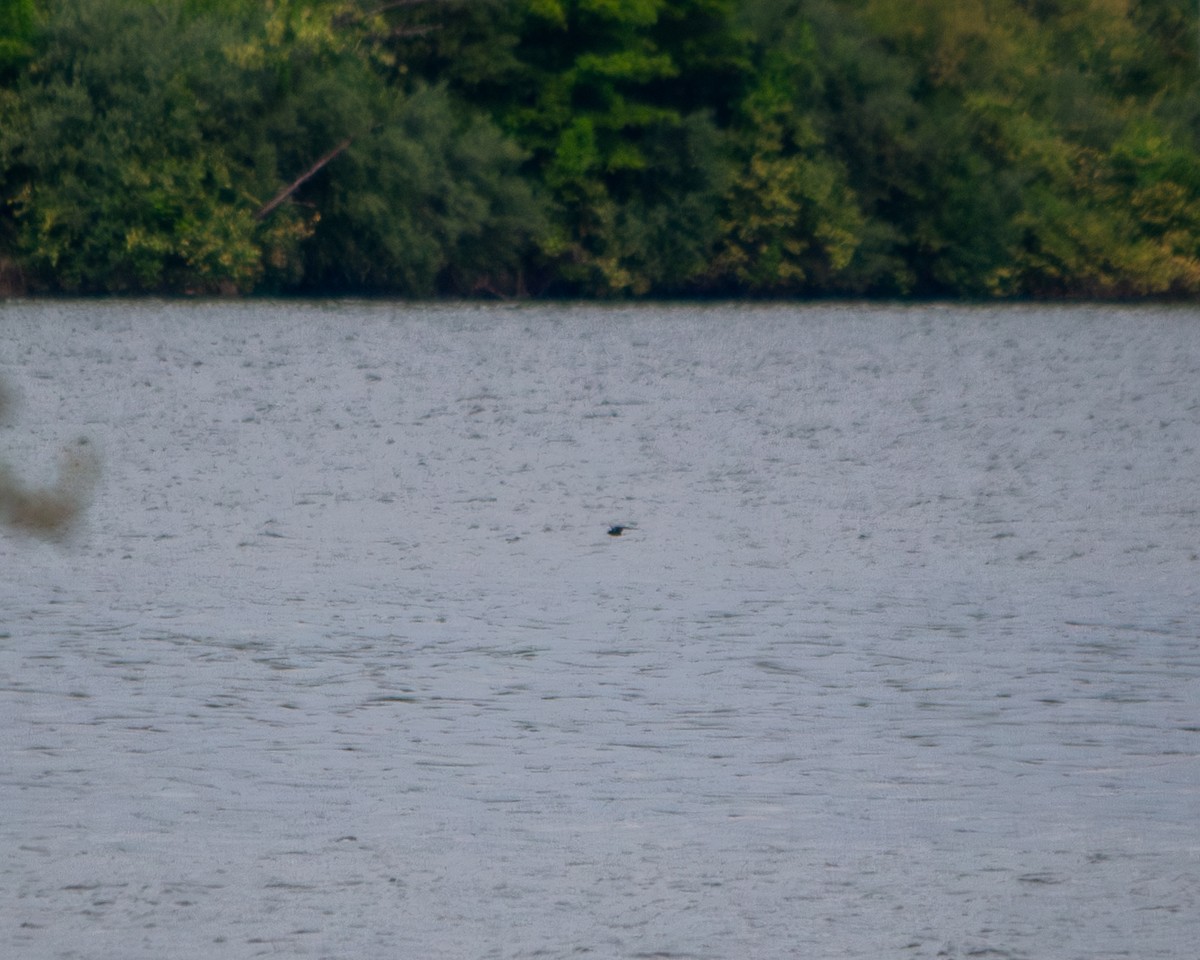 Black Tern - ML619087512