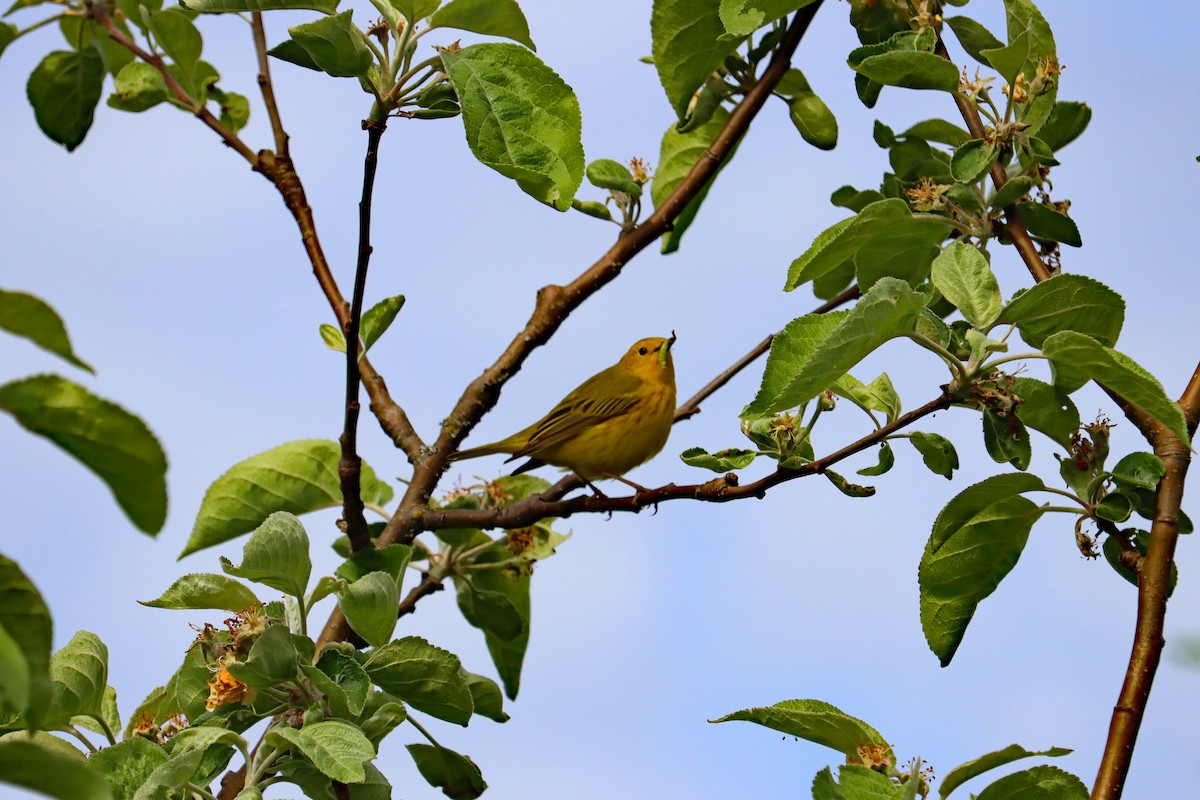 Yellow Warbler - D Ross Fisher