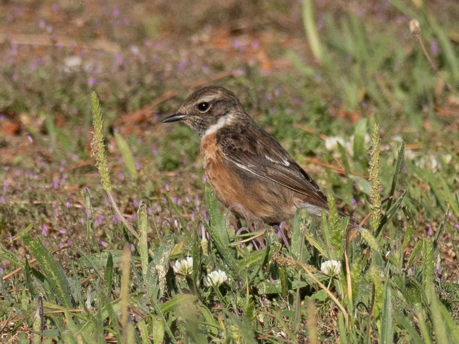 European Stonechat - ML619087520